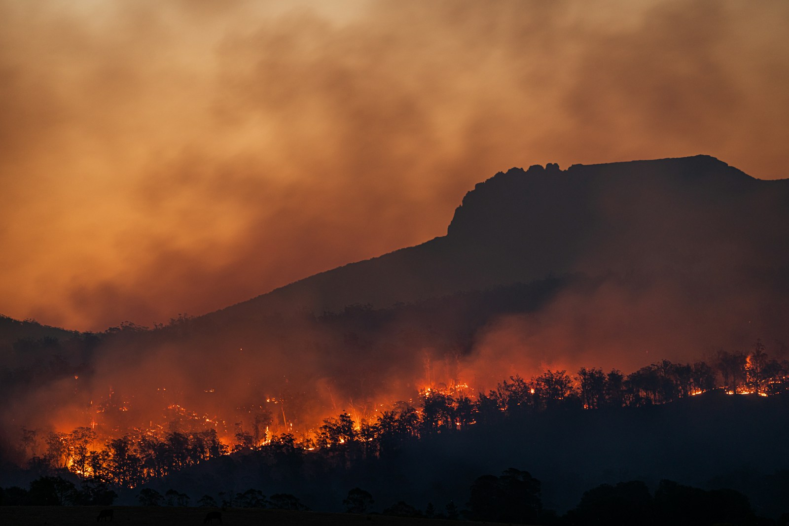 les effets du réchauffement climatique dans les grandes villes : solutions et préventions